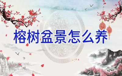 榕树盆景怎么养插图 榕树盆景怎么养插图