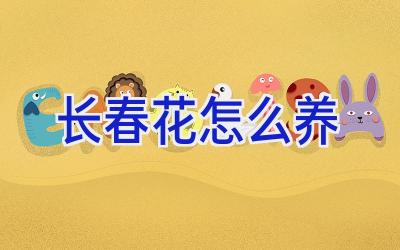 长春花怎么养插图 长春花怎么养插图