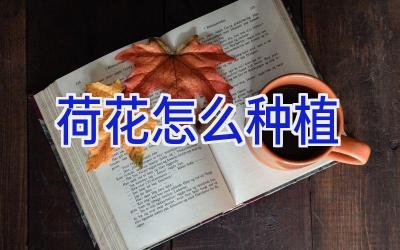 荷花怎么种植插图