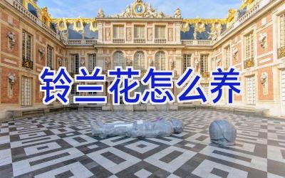 铃兰花怎么养插图 铃兰花怎么养插图