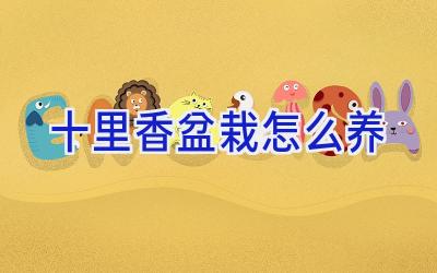 十里香盆栽怎么养插图