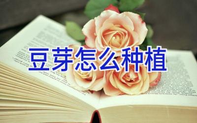 豆芽怎么种植插图