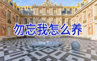 勿忘我怎么养插图 勿忘我怎么养插图