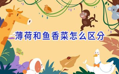 薄荷和鱼香菜怎么区分插图