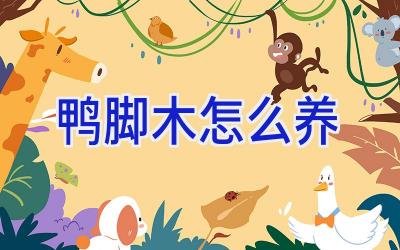 鸭脚木怎么养插图