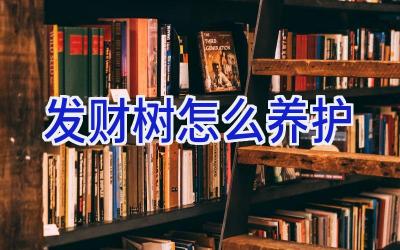 发财树怎么养护插图