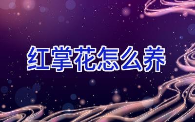 红掌花怎么养插图