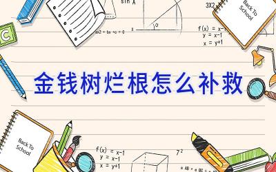 金钱树烂根怎么补救插图 金钱树烂根怎么补救插图