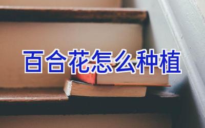 百合花怎么种植插图 百合花怎么种植插图