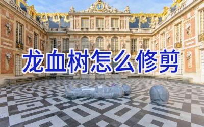 龙血树怎么修剪插图 龙血树怎么修剪插图