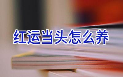 红运当头怎么养插图