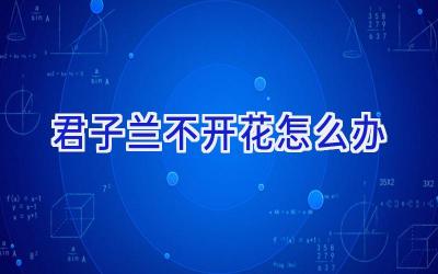 君子兰不开花怎么办插图 君子兰不开花怎么办插图