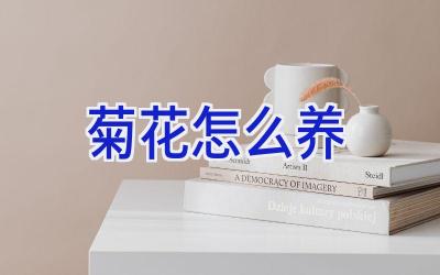 菊花怎么养插图