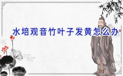 水培观音竹叶子发黄怎么办插图