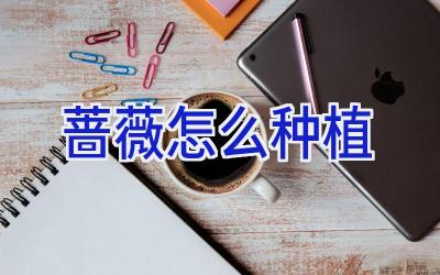 蔷薇怎么种植插图