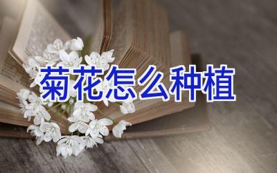 菊花怎么种植插图