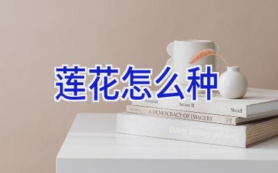 莲花怎么种插图 莲花怎么种插图