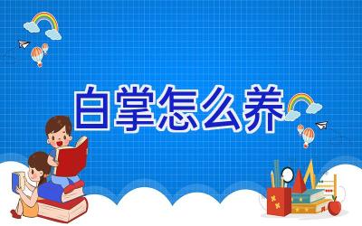 白掌怎么养插图