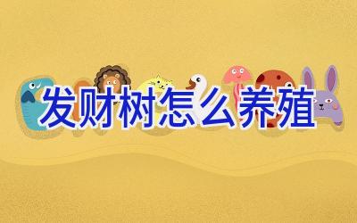 发财树怎么养殖插图 发财树怎么养殖插图