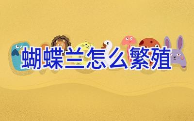 蝴蝶兰怎么繁殖插图