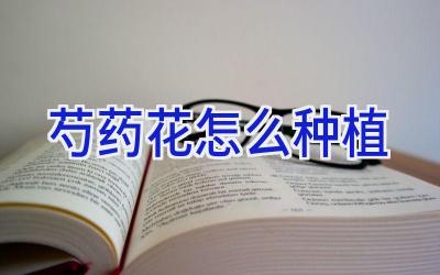 芍药花怎么种植插图 芍药花怎么种植插图