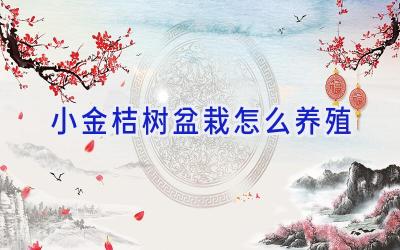 小金桔树盆栽怎么养殖插图
