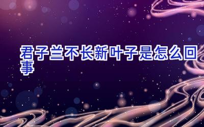 君子兰不长新叶子是怎么回事插图 君子兰不长新叶子是怎么回事插图