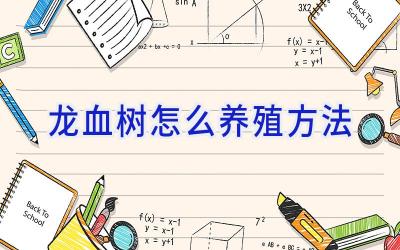 龙血树怎么养殖方法插图