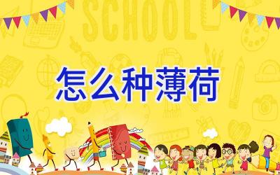 怎么种薄荷插图 怎么种薄荷插图