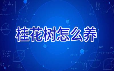 桂花树怎么养插图