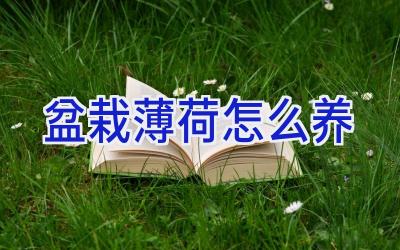 盆栽薄荷怎么养插图