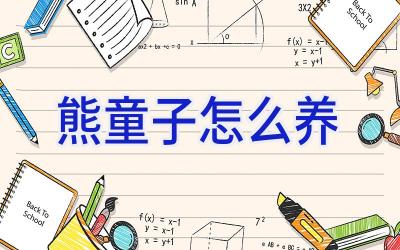 熊童子怎么养插图