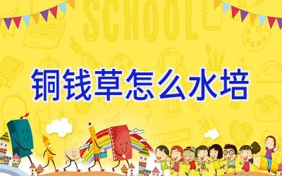 铜钱草怎么水培插图 铜钱草怎么水培插图