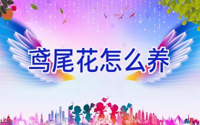 鸢尾花怎么养插图