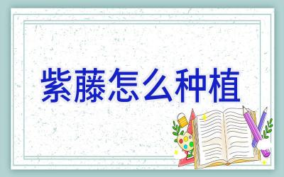 紫藤怎么种植插图