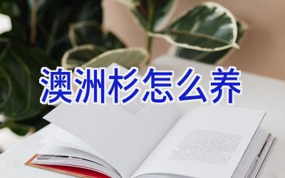 澳洲杉怎么养插图 澳洲杉怎么养插图