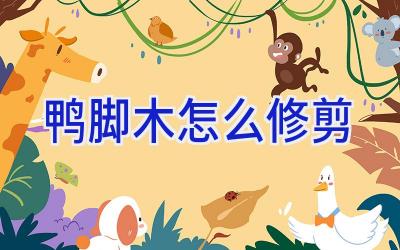 鸭脚木怎么修剪插图 鸭脚木怎么修剪插图