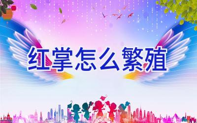 红掌怎么繁殖插图 红掌怎么繁殖插图