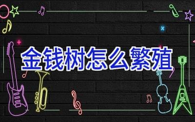 金钱树怎么繁殖插图 金钱树怎么繁殖插图