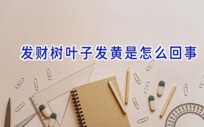 发财树叶子发黄是怎么回事插图 发财树叶子发黄是怎么回事插图