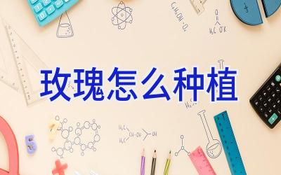 玫瑰怎么种植插图