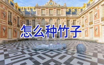 怎么种竹子插图 怎么种竹子插图