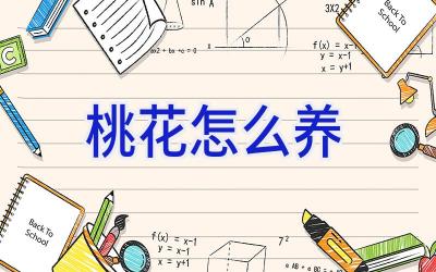 桃花怎么养插图 桃花怎么养插图