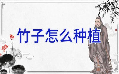 竹子怎么种植插图 竹子怎么种植插图
