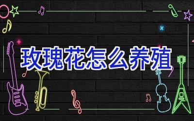 玫瑰花怎么养殖插图 玫瑰花怎么养殖插图