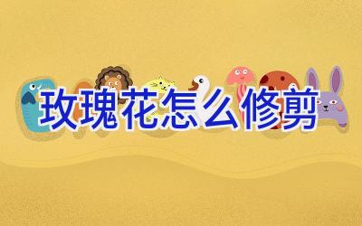 玫瑰花怎么修剪插图 玫瑰花怎么修剪插图