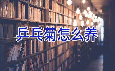 乒乓菊怎么养插图 乒乓菊怎么养插图