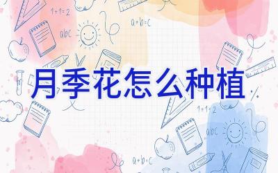 月季花怎么种植插图