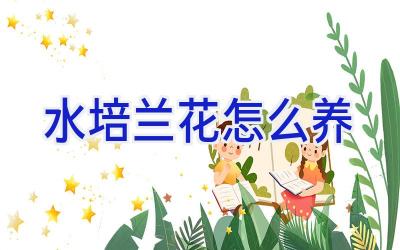 水培兰花怎么养插图