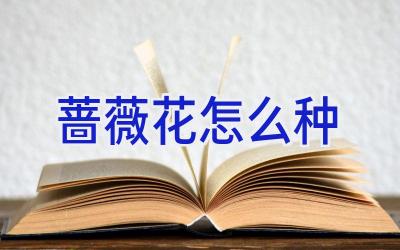 蔷薇花怎么种插图 蔷薇花怎么种插图